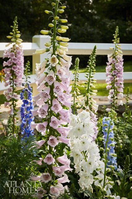 Tall stalks of pink and white foxglove flowers bloom in a garden with blue delphiniums and a white picket fence in the background.