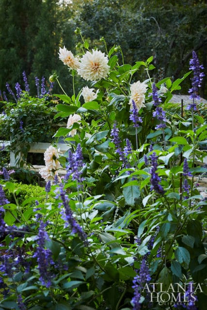 Cream-colored dahlias bloom amongst tall spikes of purple salvia in a lush garden with a white fence visible in the background.