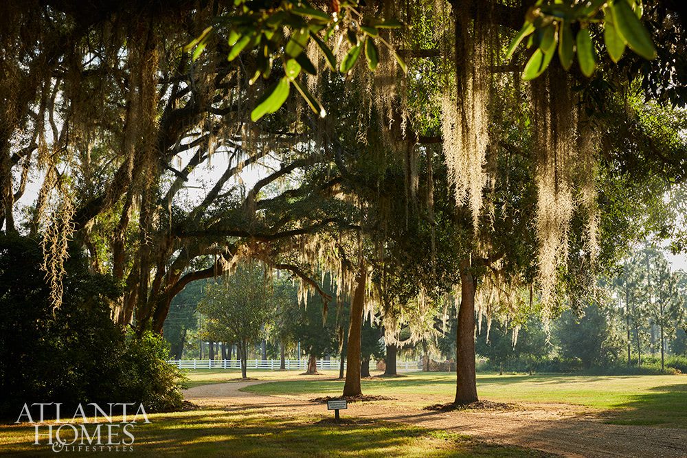 oak trees with Spanish moss