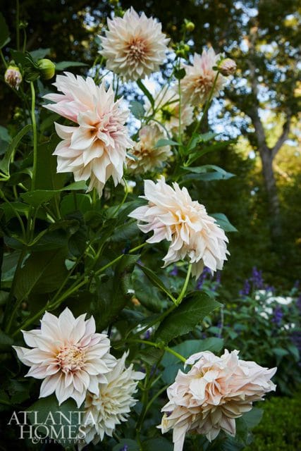 Pale pink dahlias bloom in a garden with dark green foliage and blurred trees in the background.