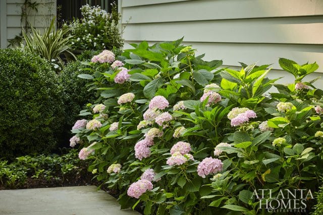 Pink hydrangeas and lush green foliage against a pale green clapboard house, with a stone pathway in the foreground.