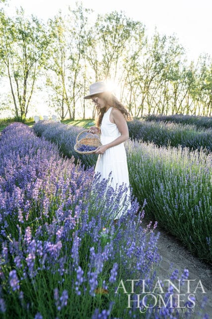 Woman in white dress and hat picking lavender in a field