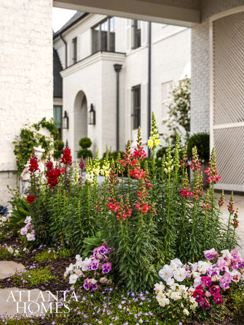 Red, yellow, and pink snapdragons and pansies in front of a white house