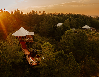 Tented structures nestled in a pine forest at sunset with sun flare